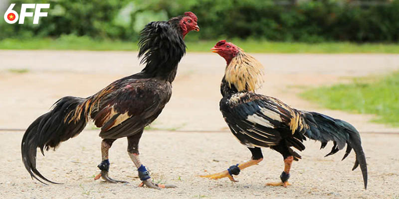 2 thể loại đá gà thomo 6FF đang phổ biển nhất