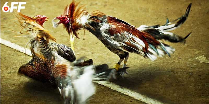 Chuyên mục đá gà 6FF là lựa chọn đáng tin cậy của khách hàng