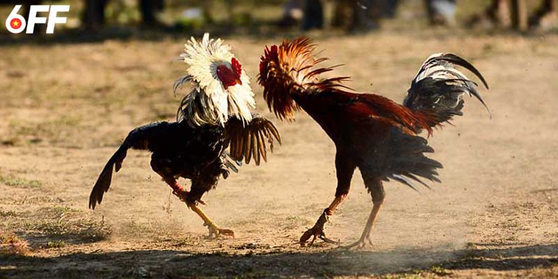 Giới thiệu đá gà cựa sắt