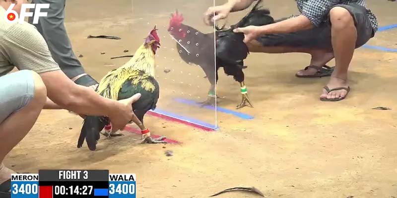 Học bí quyết cược gà cựa sắt từ cao thủ