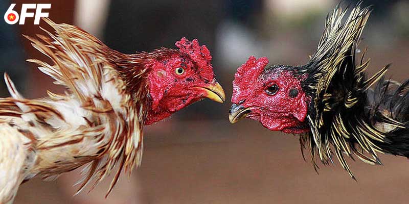 Nghệ thuật đá gà 6FF - Những kỹ năng cần có